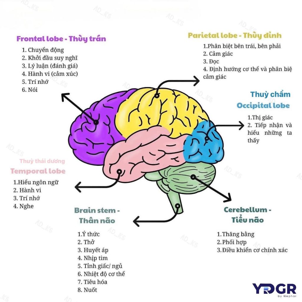 Hình ảnh sơ đồ các thùy của não